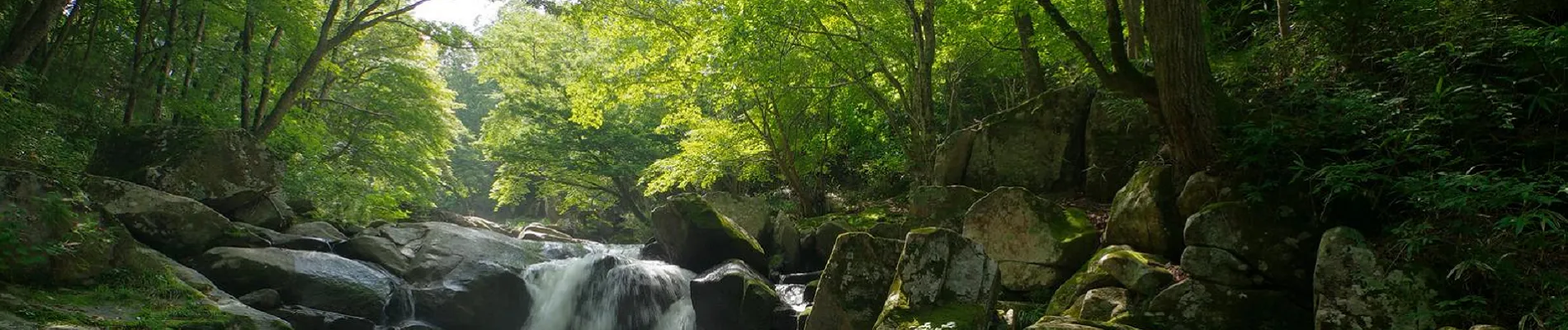 呼吸・抗酸菌広場